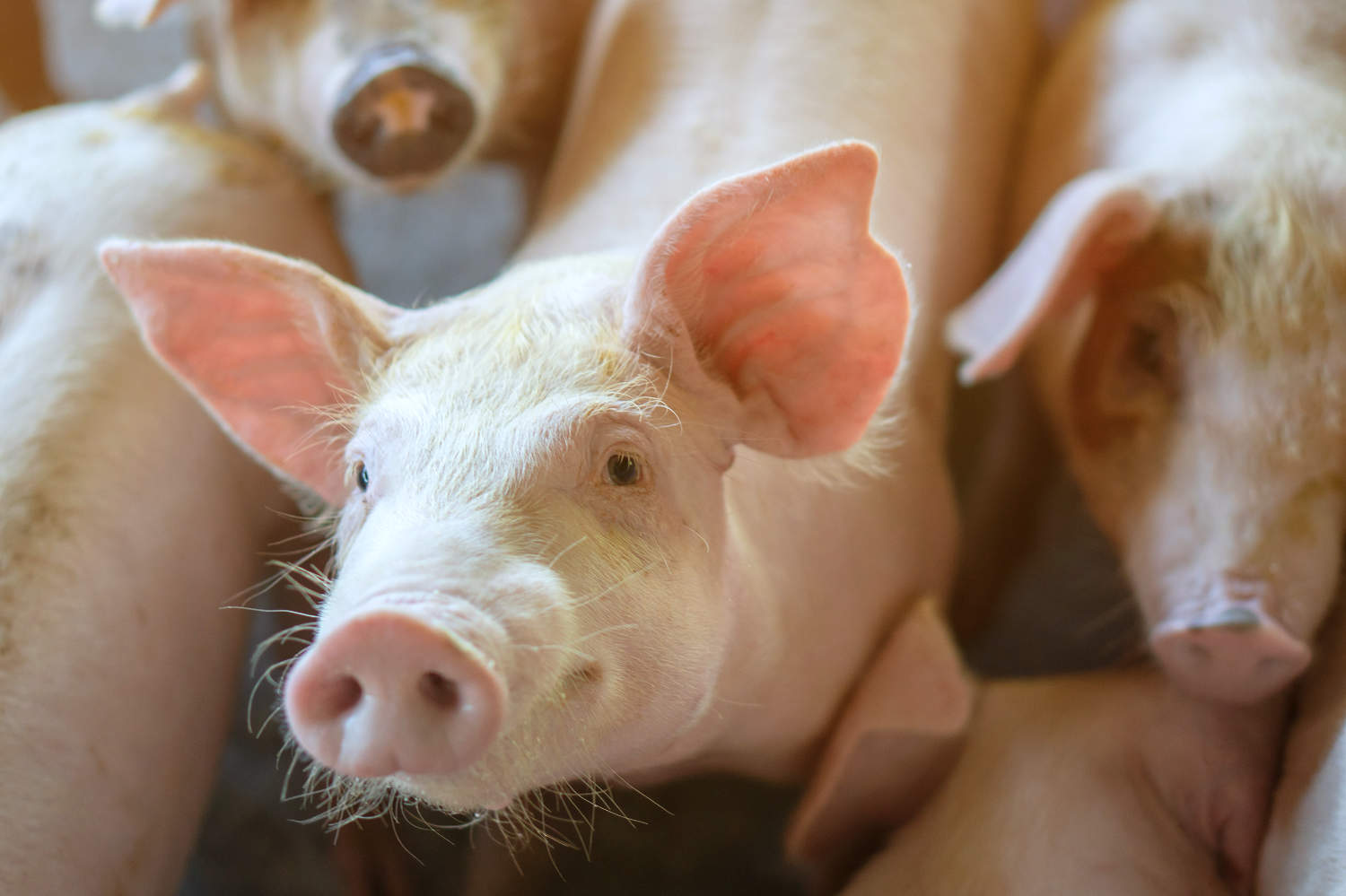 Schweine im Stall